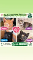 gatos