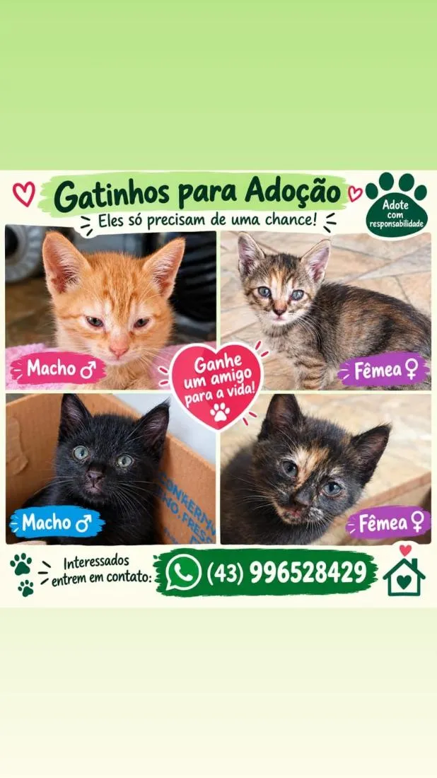 Gato raça SRD-ViraLata idade 2 a 6 meses nome gatos
