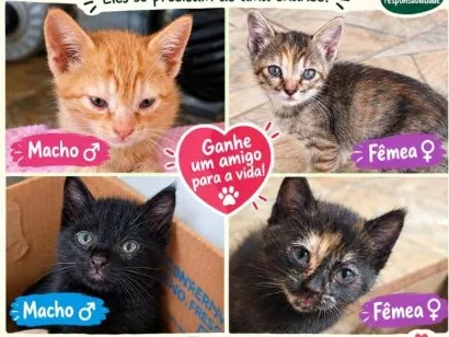 Gato raça SRD-ViraLata idade 2 a 6 meses nome gatos