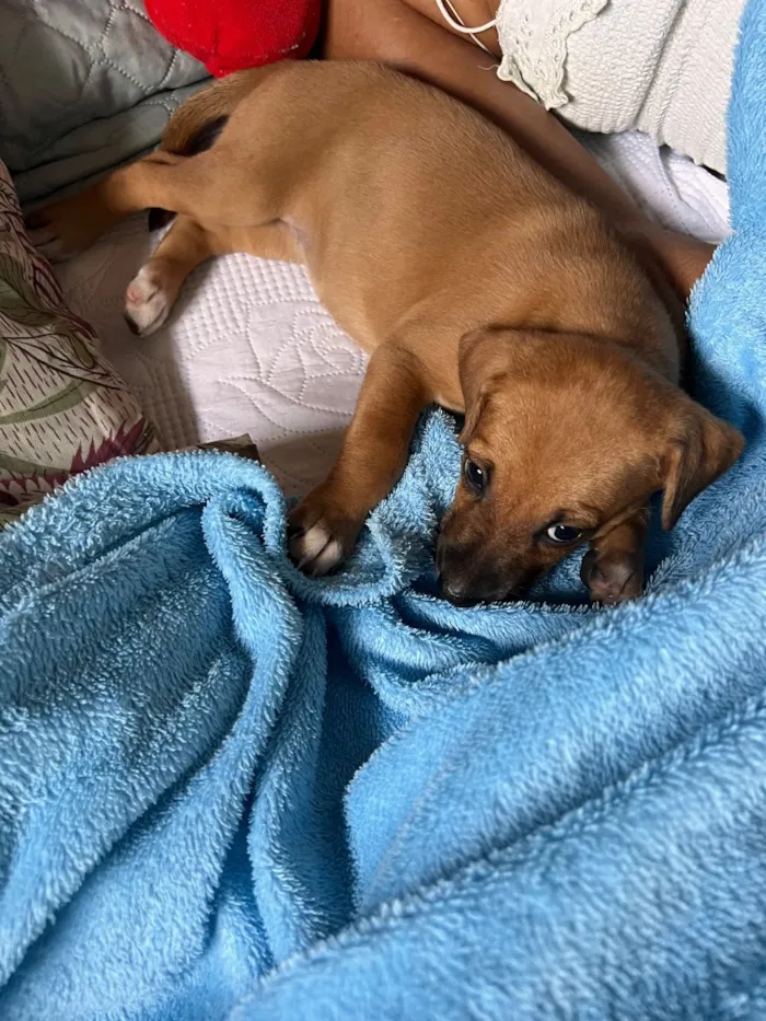 Cachorro raça SRD-ViraLata idade Abaixo de 2 meses nome Kiara 