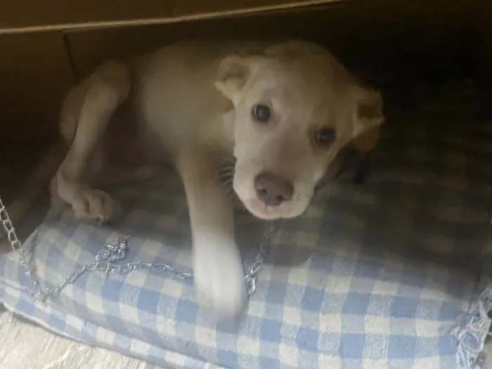 Cachorro raça SRD-ViraLata idade 2 a 6 meses nome Jack
