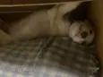 Jack