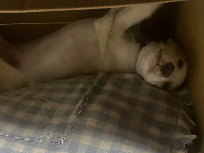Cachorro raça SRD-ViraLata idade 2 a 6 meses nome Jack