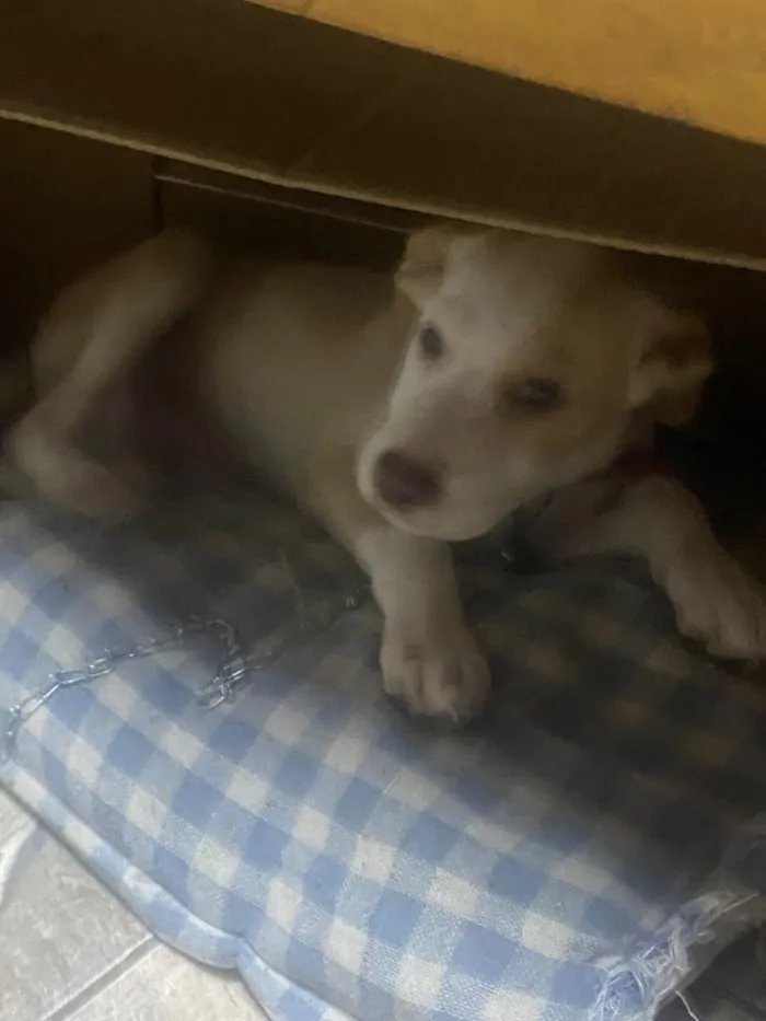 Cachorro raça SRD-ViraLata idade 2 a 6 meses nome Jack