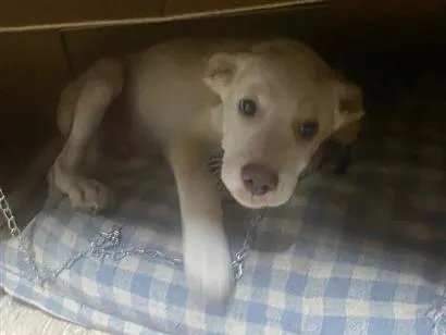 Cachorro raça SRD-ViraLata idade 2 a 6 meses nome Jack