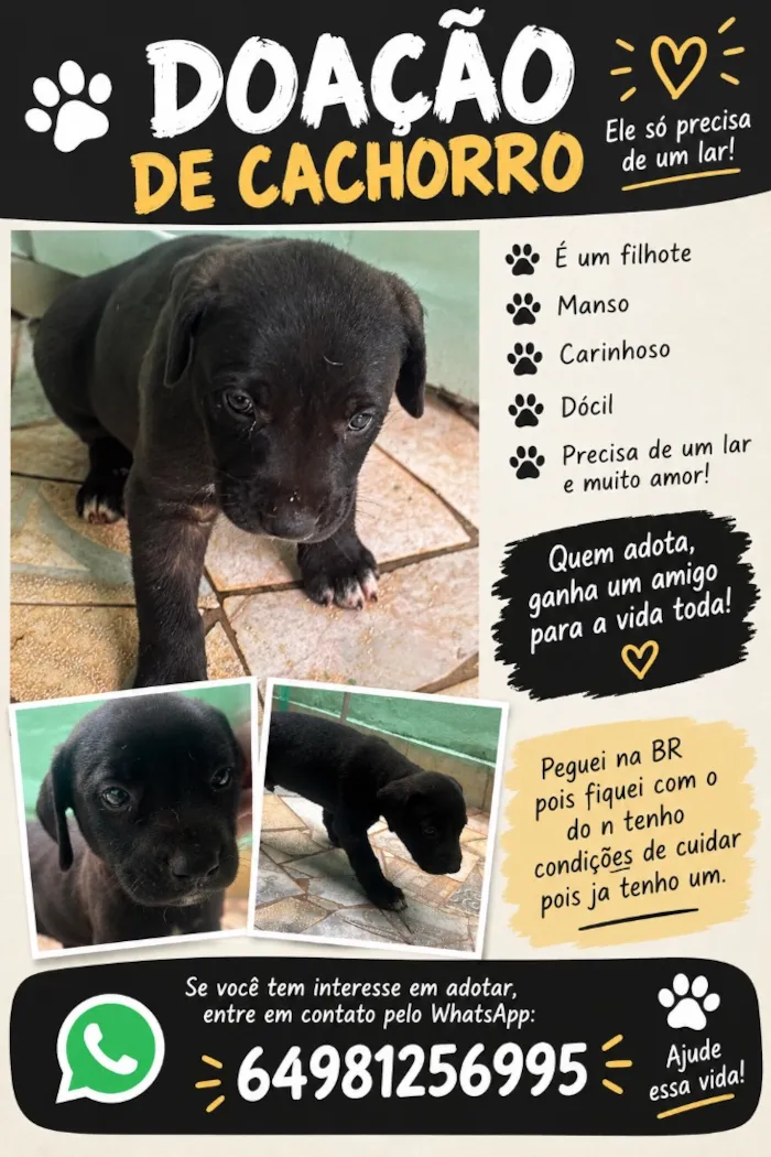 Cachorro raça SRD-ViraLata idade Abaixo de 2 meses nome Sem nome