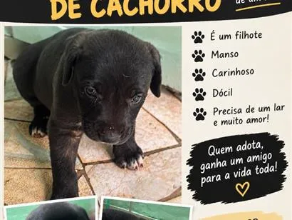Cachorro raça SRD-ViraLata idade Abaixo de 2 meses nome Sem nome
