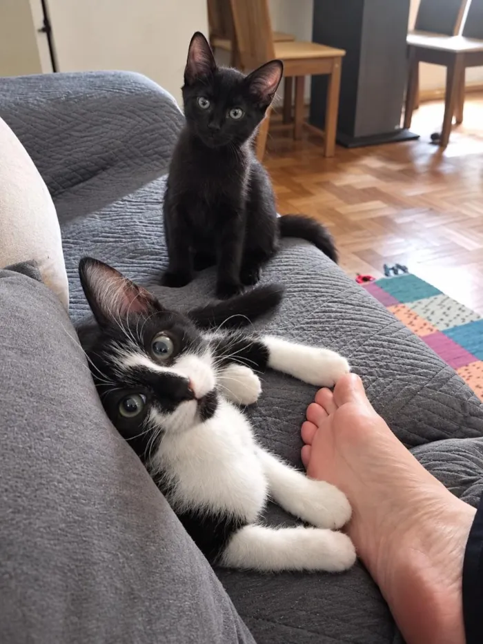 Gato raça SRD-ViraLata idade 2 a 6 meses nome Banguela e Rick