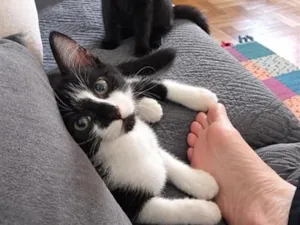 Gato raça SRD-ViraLata idade 2 a 6 meses nome Banguela e Rick