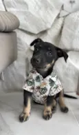 Chico