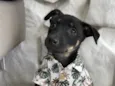 Chico