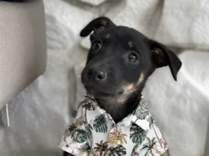 Cachorro raça SRD-ViraLata idade 2 a 6 meses nome Chico