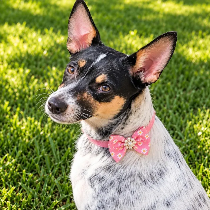 Cachorro raça SRD-ViraLata idade 2 anos nome Kika