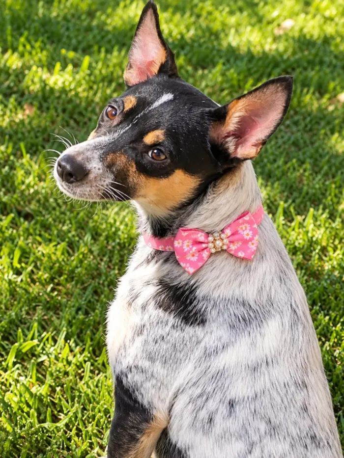 Cachorro raça SRD-ViraLata idade 2 anos nome Kika