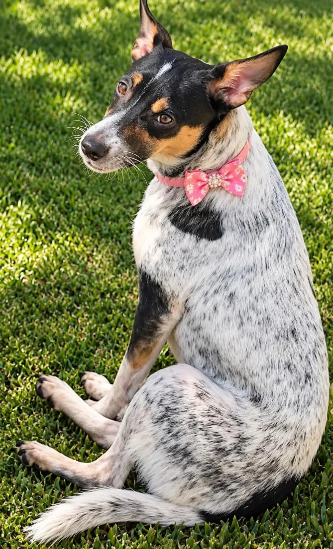 Cachorro raça SRD-ViraLata idade 2 anos nome Kika