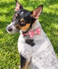 Kika