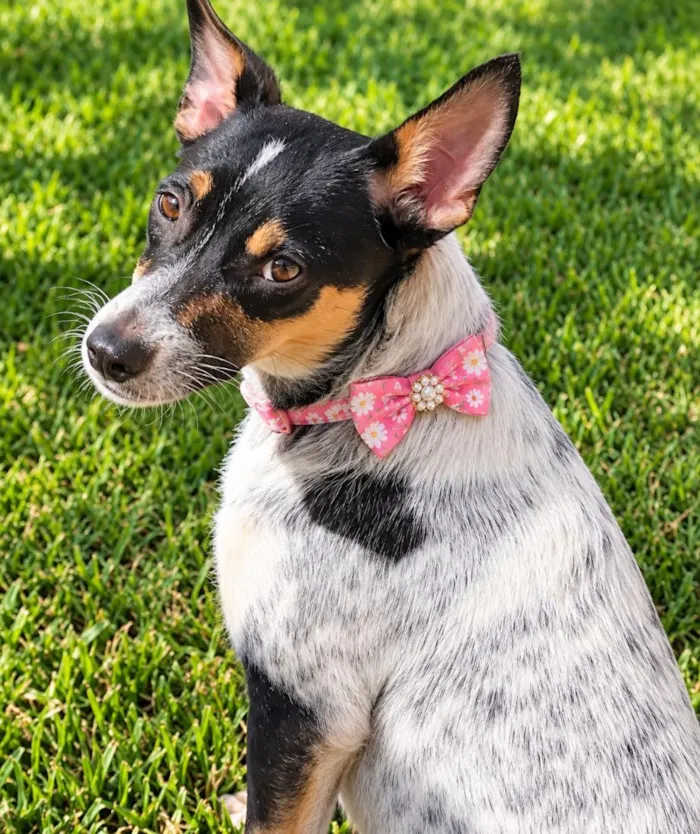 Cachorro raça SRD-ViraLata idade 2 anos nome Kika
