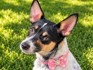 Cachorro raça SRD-ViraLata idade 2 anos nome Kika