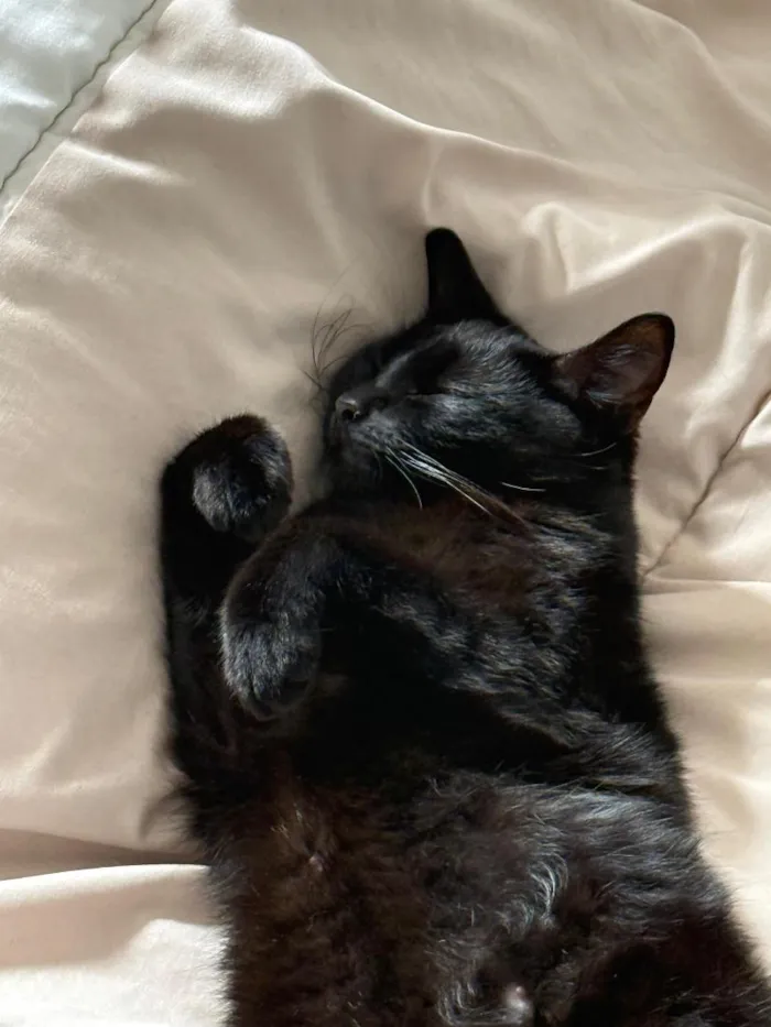 Gato raça SRD-ViraLata idade 2 anos nome Tantan