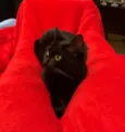 Tantan