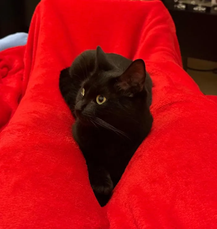 Gato raça SRD-ViraLata idade 2 anos nome Tantan