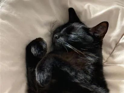 Gato raça SRD-ViraLata idade 2 anos nome Tantan