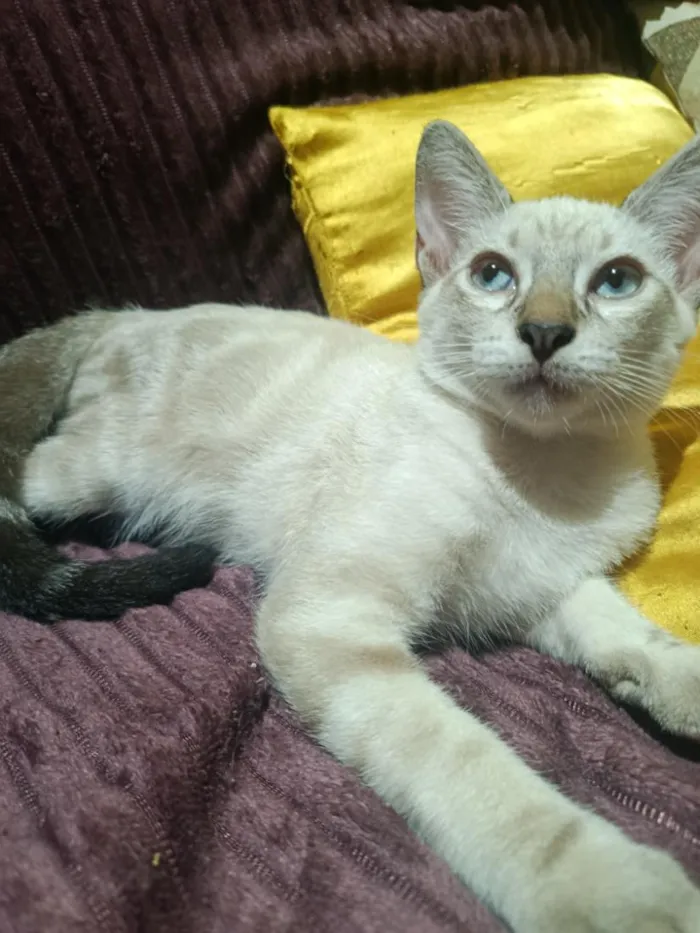 Gato raça SRD-ViraLata idade 2 a 6 meses nome floquinho 
