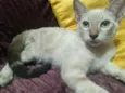 floquinho 