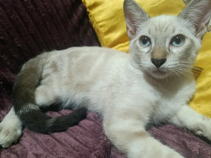 Gato raça SRD-ViraLata idade 2 a 6 meses nome floquinho 