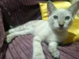 floquinho 