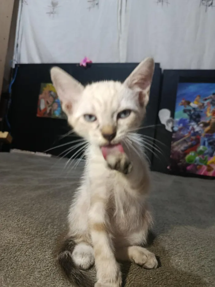 Gato raça SRD-ViraLata idade 2 a 6 meses nome floquinho 