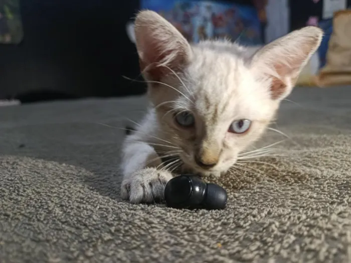 Gato raça SRD-ViraLata idade 2 a 6 meses nome floquinho 