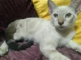 floquinho 