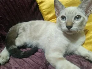 Gato raça SRD-ViraLata idade 2 a 6 meses nome floquinho 