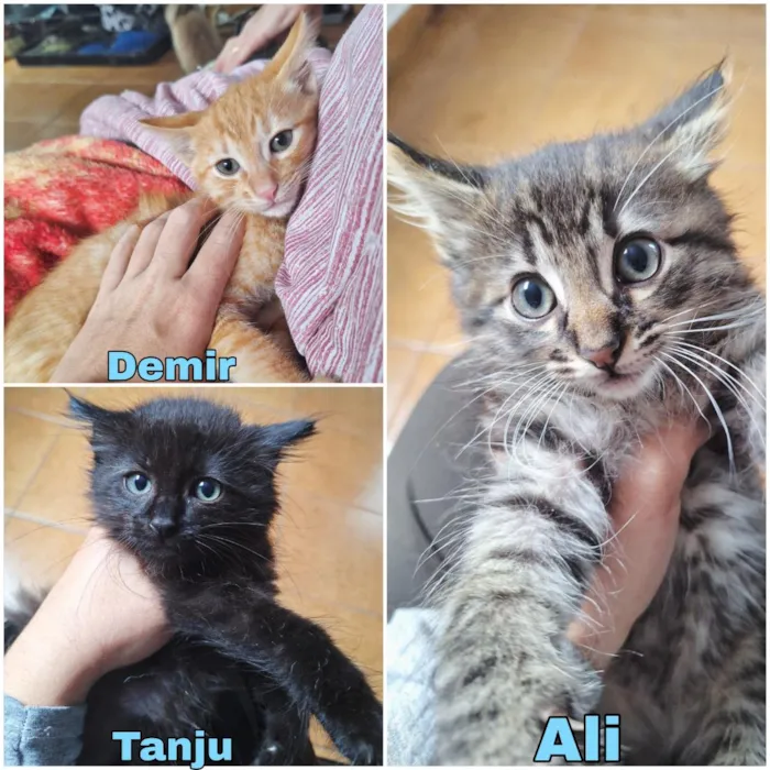 Gato raça SRD-ViraLata idade 2 a 6 meses nome Machos 2 meses 