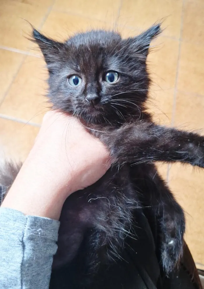 Gato raça SRD-ViraLata idade 2 a 6 meses nome Machos 2 meses 