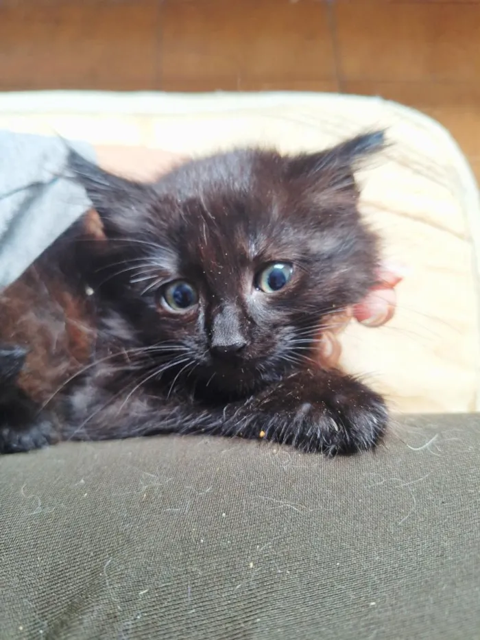 Gato raça SRD-ViraLata idade 2 a 6 meses nome Machos 2 meses 