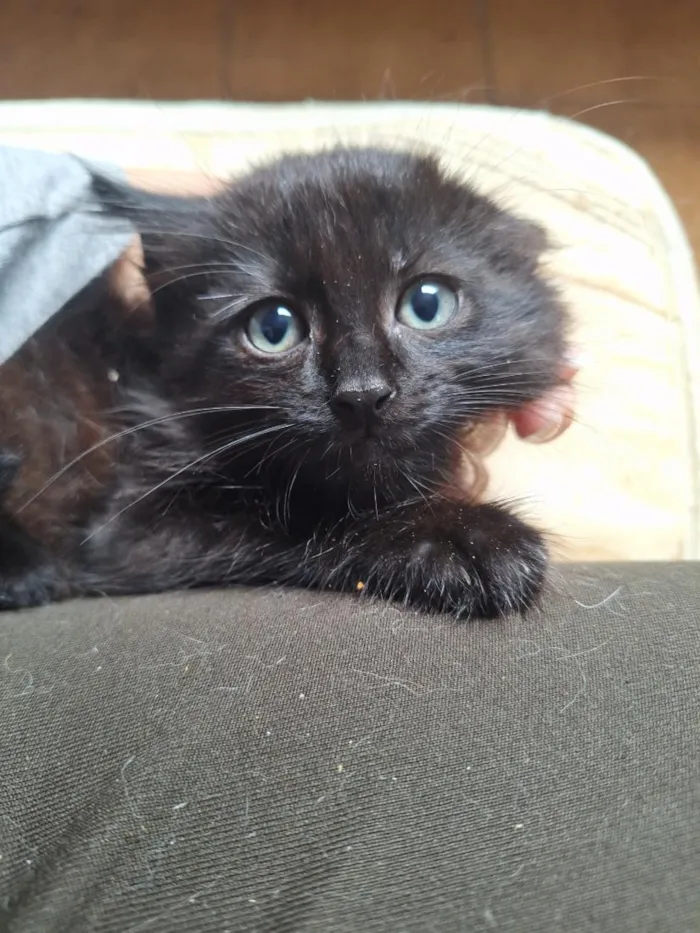 Gato raça SRD-ViraLata idade 2 a 6 meses nome Machos 2 meses 
