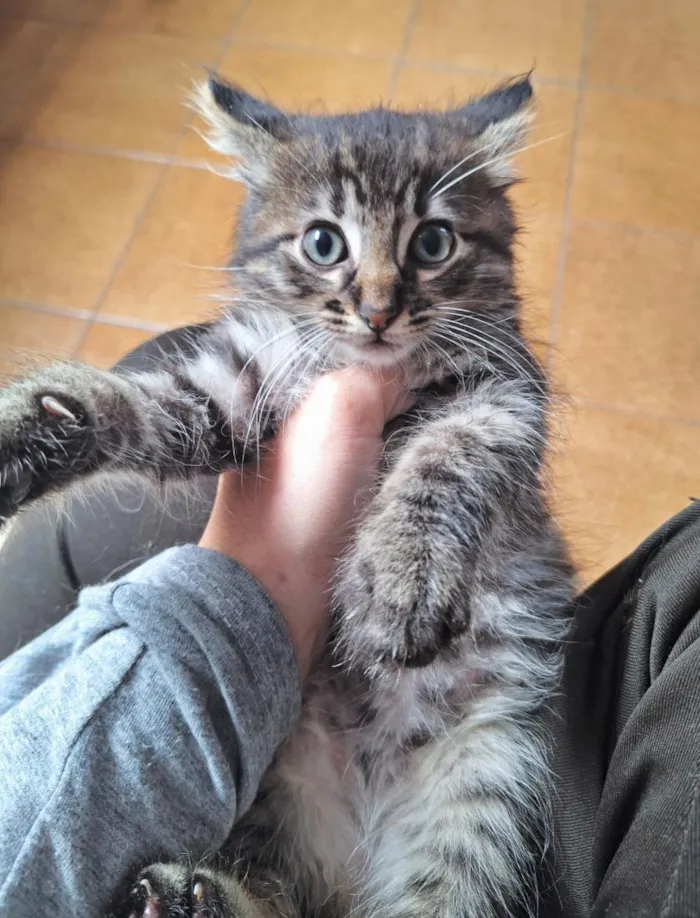 Gato raça SRD-ViraLata idade 2 a 6 meses nome Machos 2 meses 