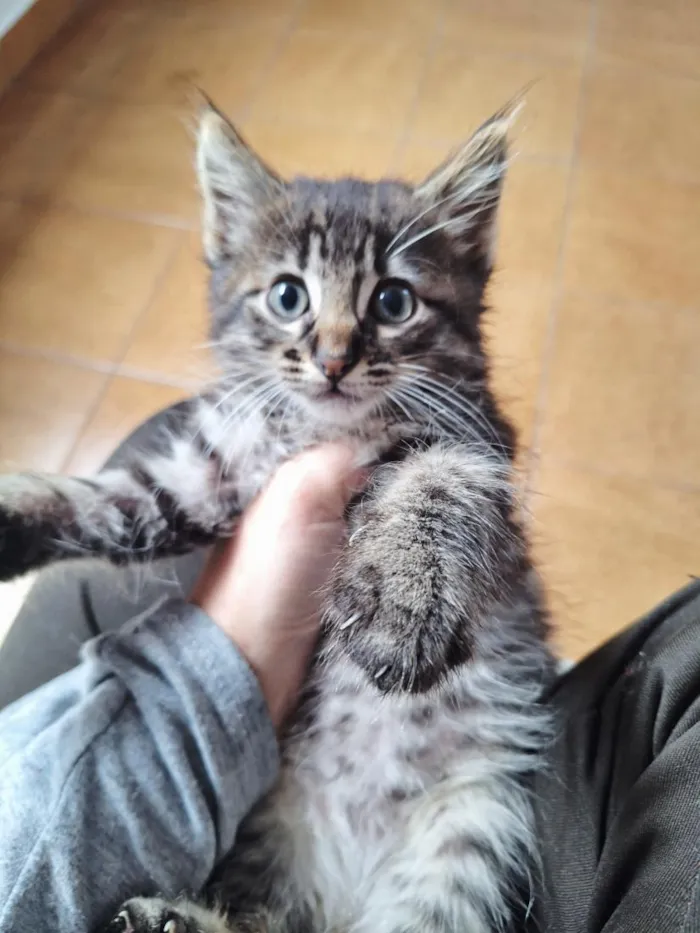 Gato raça SRD-ViraLata idade 2 a 6 meses nome Machos 2 meses 