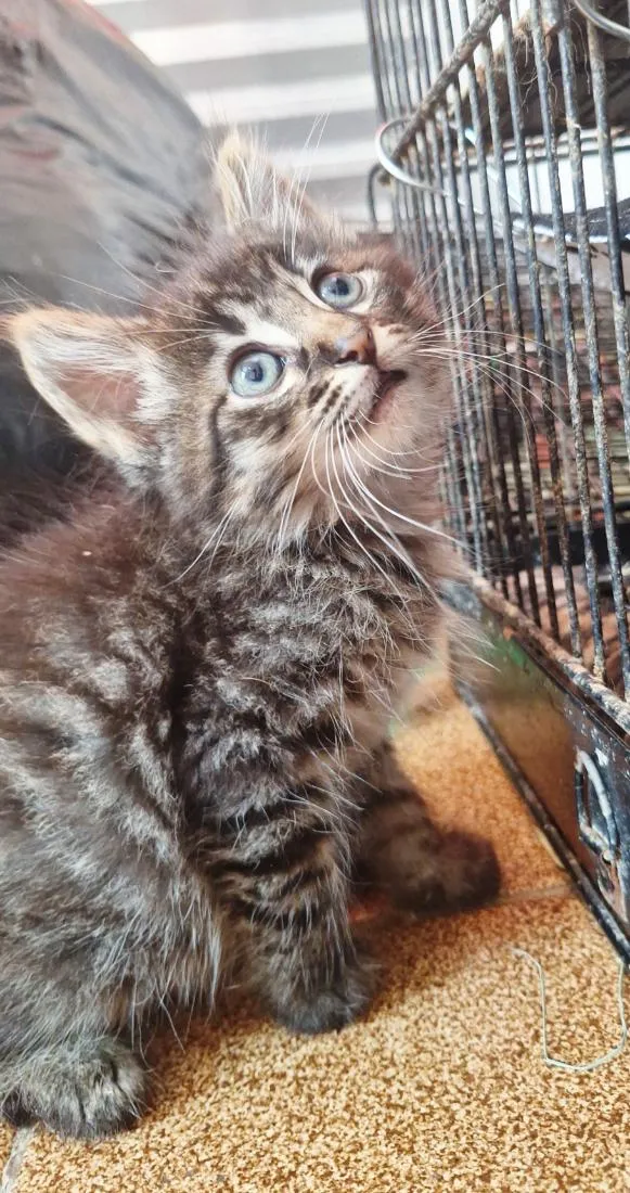 Gato raça SRD-ViraLata idade 2 a 6 meses nome Machos 2 meses 