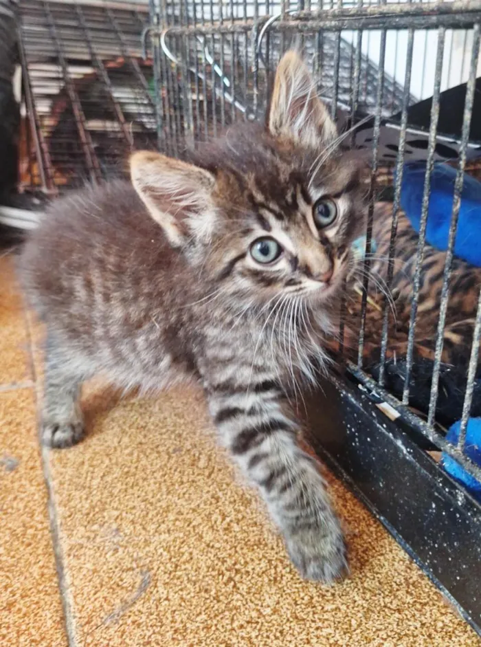 Gato raça SRD-ViraLata idade 2 a 6 meses nome Machos 2 meses 