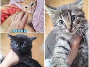 Gato raça SRD-ViraLata idade 2 a 6 meses nome Machos 2 meses 