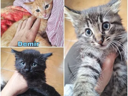 Gato raça SRD-ViraLata idade 2 a 6 meses nome Machos 2 meses 