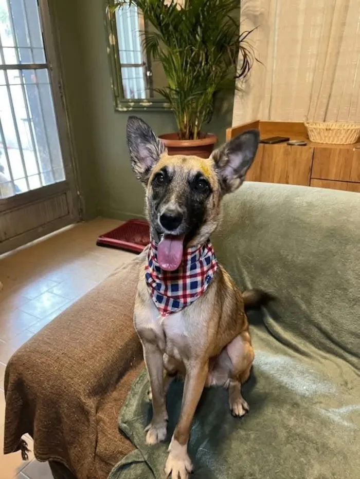 Cachorro raça SRD-ViraLata idade 1 ano nome lucca