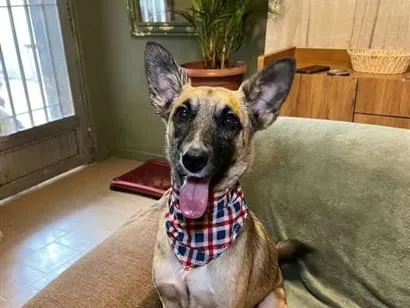 Cachorro raça SRD-ViraLata idade 1 ano nome lucca