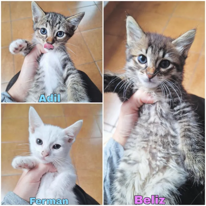 Gato raça SRD-ViraLata idade 2 a 6 meses nome Filhotes 2 meses 