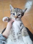 Filhotes 2 meses 