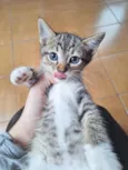 Filhotes 2 meses 