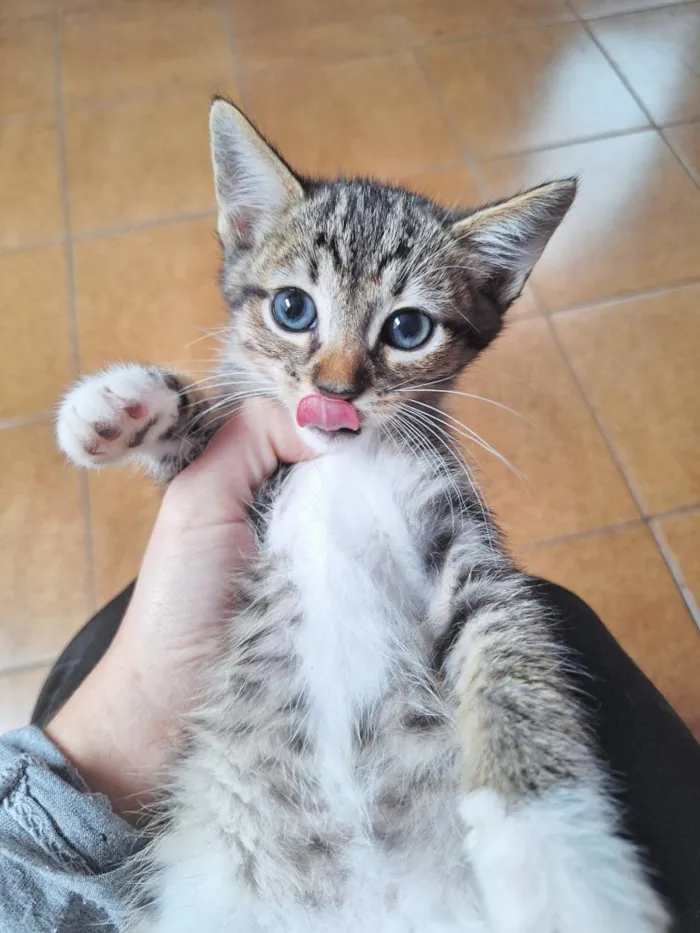 Gato raça SRD-ViraLata idade 2 a 6 meses nome Filhotes 2 meses 